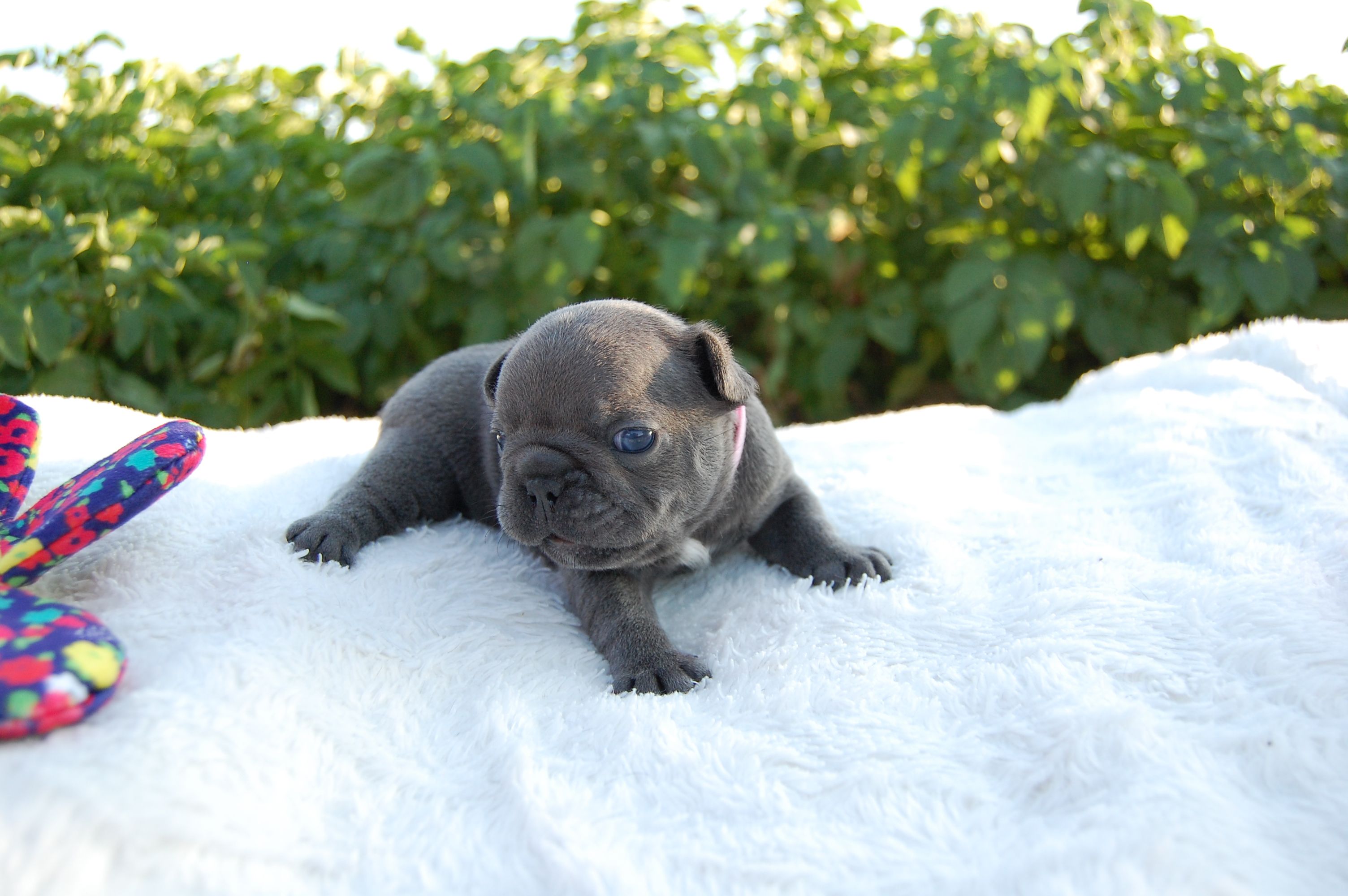 <svg class='pink'></svg> <b>Miss Little Heart</b> <svg class='pink'></svg>